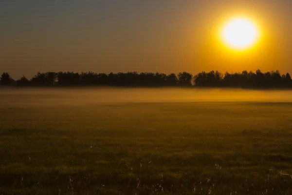 Niebla del paisaje en el roble al amanecer en el otoño — Foto de Stock