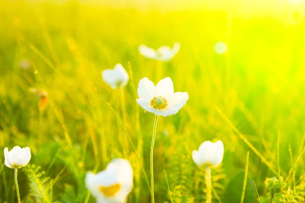 Printemps papier peint d'été avec herbe verte et fleurs blanches — Photo