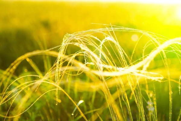 Утренняя трава — стоковое фото