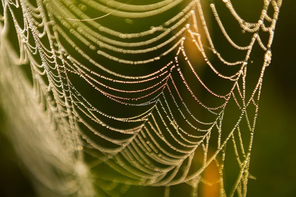 Morgentau. Leuchtende Wassertropfen auf Spinnennetz — Stockfoto