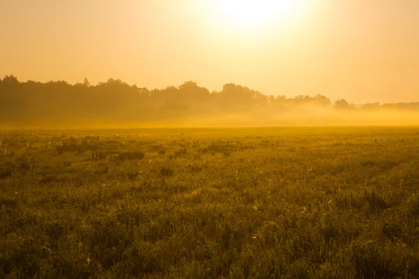 Very nice nature background. backlit shot, clear sky — Stock Photo, Image