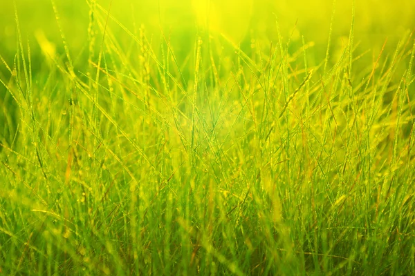 Manhã grama fresca — Fotografia de Stock