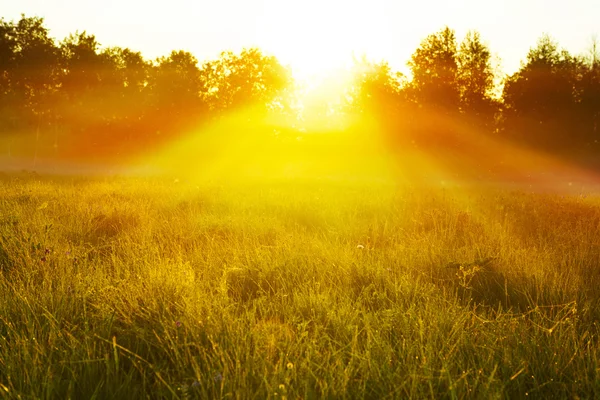 Landscape fog in oak grove at dawn in the autumn — Stock Photo, Image