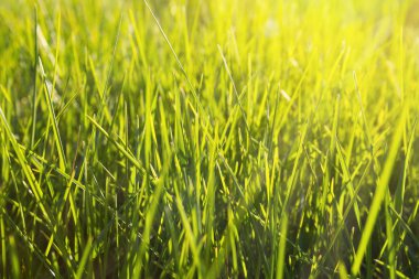 arka planı yeşil çimen