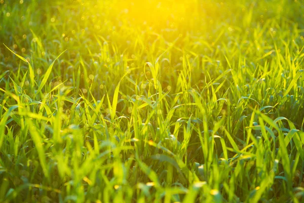 Grüne Gras Textur Hintergrund. — Stockfoto