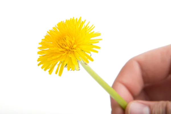 白地に黄色のタンポポの花。セイヨウタンポポ — ストック写真