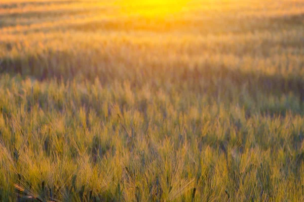 Photo abstraite du champ de blé et lumières bokeh lumineux — Photo