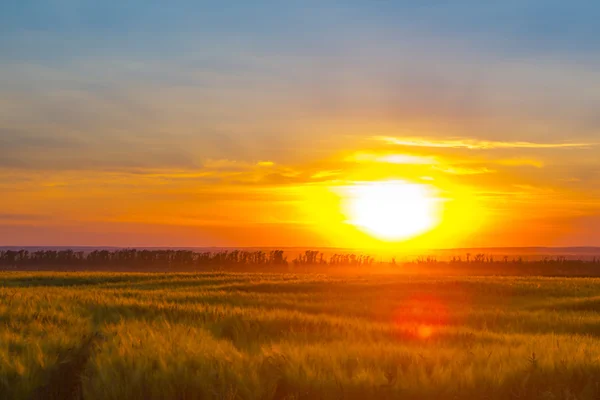 Campo de trigo al atardecer — Foto de Stock