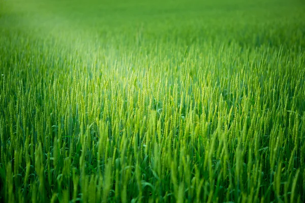 Groene tarwe in het veld. — Stockfoto