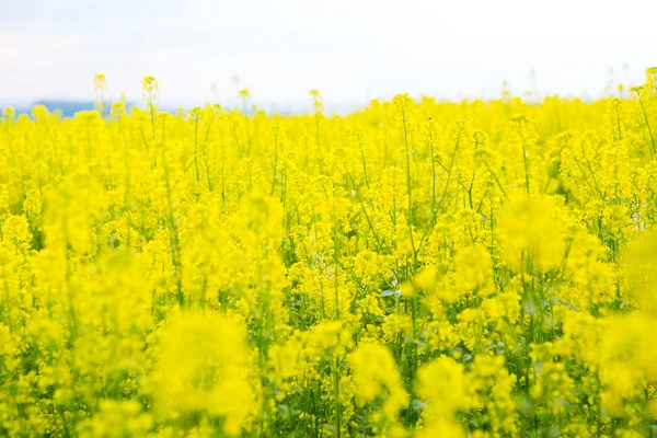 Feld der gelben Blumen. Wildblumen. — Stockfoto