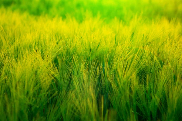 Puesta de sol brillante sobre el campo de trigo . — Foto de Stock