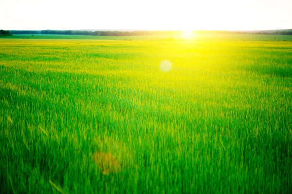 Красивый закат и пшеничное поле . — стоковое фото