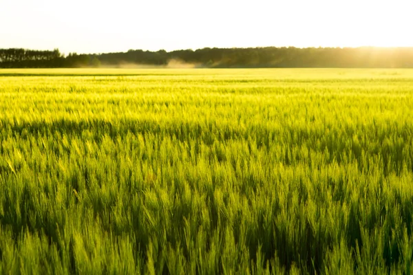 Ljus solnedgång över vetefält. — Stockfoto