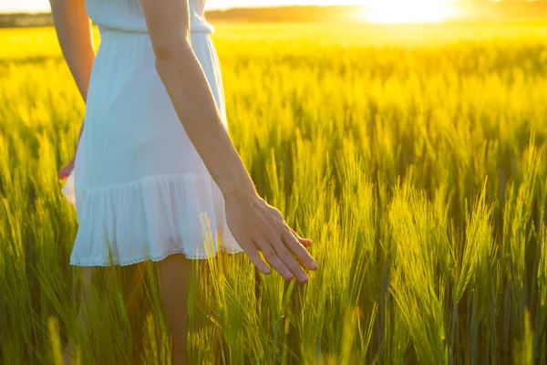 Mujer mano tocando la espiga de trigo en el campo . — Foto de Stock