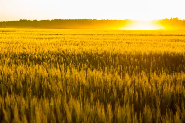 Champ de blé jaune au coucher du soleil . — Photo