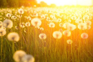 Dandelions karahindiba şarap yapmak için çayır.