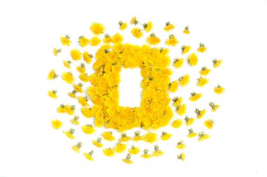 Beyaz çiçekli karahindiba sınırında