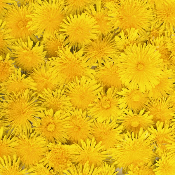 美しい黄色のタンポポの花背景 — ストック写真