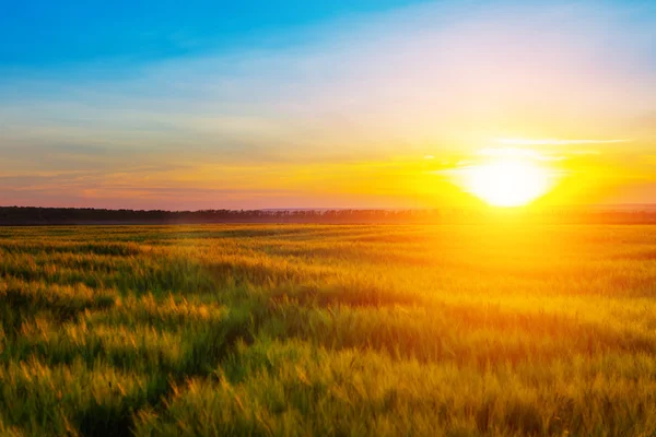 Tarweveld bij zonsondergang — Stockfoto