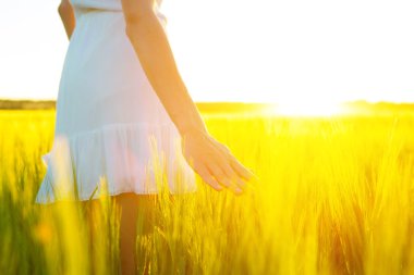 Kadın eli tarlada buğday kulağına dokunuyor.