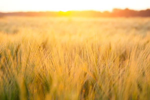 Coucher de soleil lumineux sur le champ de blé . — Photo