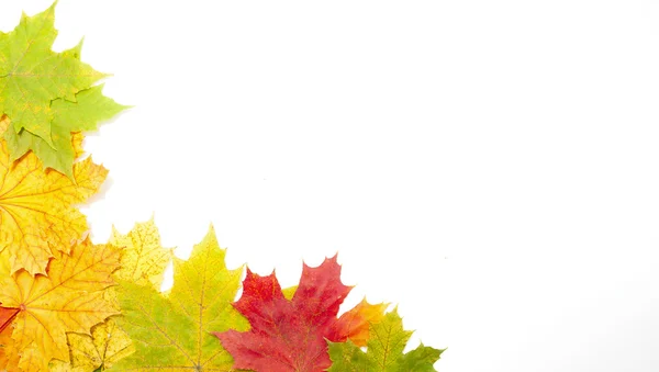 Autumn fallen maple leaves isolated on white — Stock Photo, Image
