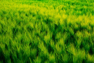 Yeşil buğday tarlası