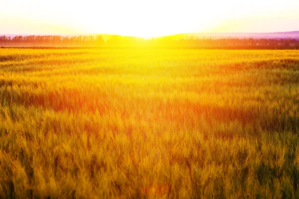 Goldenes Weizenfeld und Sonnenuntergang. — Stockfoto