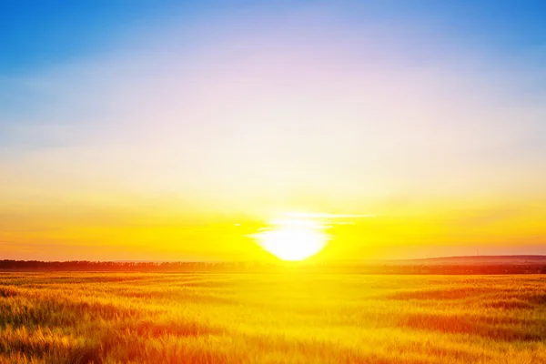 Sunset on the field of wheat. — Stock Photo, Image