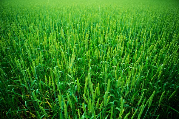 Campo di grano verde — Foto Stock