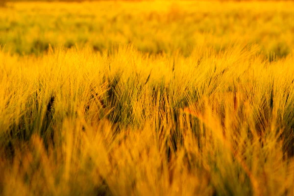 Pôr do sol no campo de trigo . — Fotografia de Stock