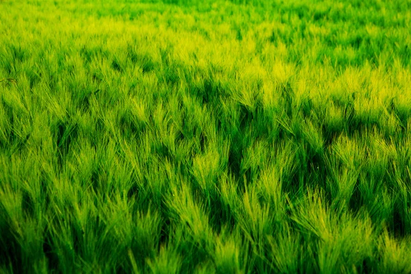 Campo di grano verde — Foto Stock