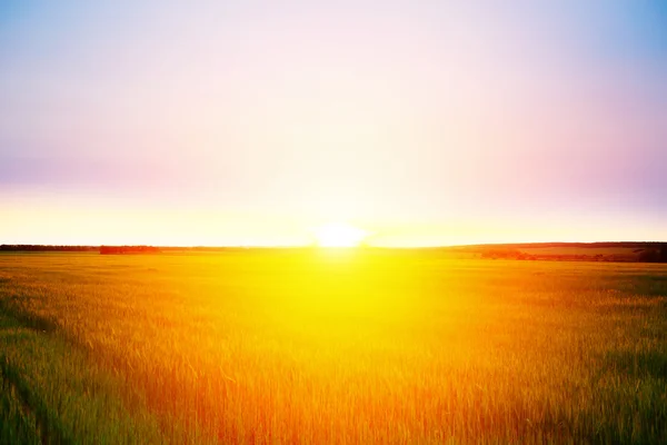 Hermoso amanecer sobre un campo de trigo —  Fotos de Stock