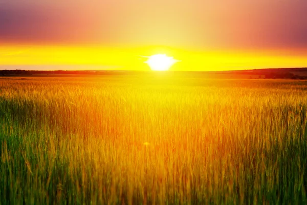 Sonnenuntergang auf dem Weizenfeld. — Stockfoto