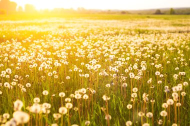 Dandelions karahindiba şarap yapmak için çayır.