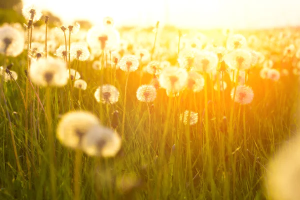 Pré d'été vert avec des pissenlits au coucher du soleil. Contexte naturel — Photo