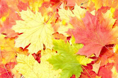 Sarı ve kırmızı yaprakları akçaağaç arka plan