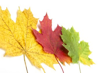 Sarı sonbahar yaprakları beyaz üzerine izole