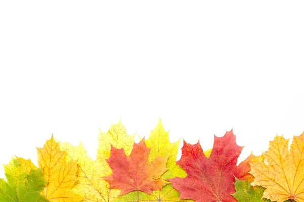 美しい秋カエデの葉白で隔離。フレーム. — ストック写真