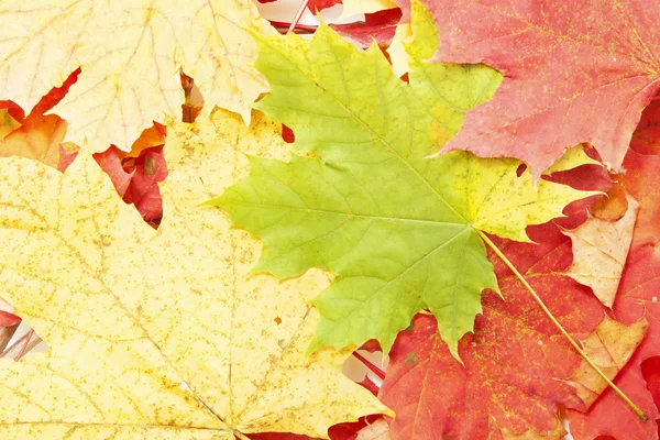 Background from yellow and red leaves of maple — Stock Photo, Image