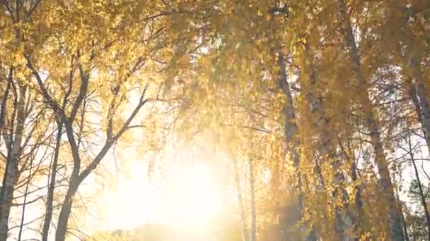 Videó őszi fák sárga levelek egy napsütéses meleg napon — Stock videók