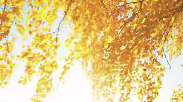 Vidéo des arbres d'automne avec des feuilles jaunes par une journée chaude ensoleillée