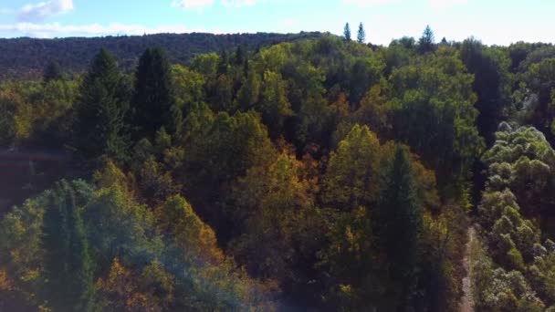 Vídeo aéreo da floresta no verão no por do sol. Campo de aplicação — Vídeo de Stock