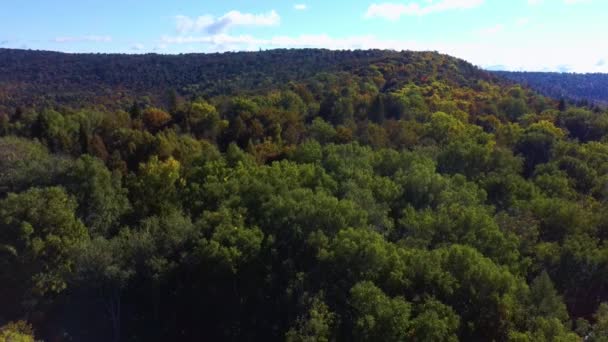 Vídeo aéreo da floresta no verão no por do sol. Campo de aplicação — Vídeo de Stock