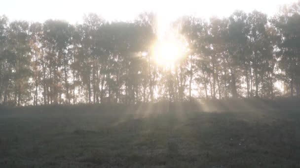 Solstrålar genom dimma och träd på hösten — Stockvideo