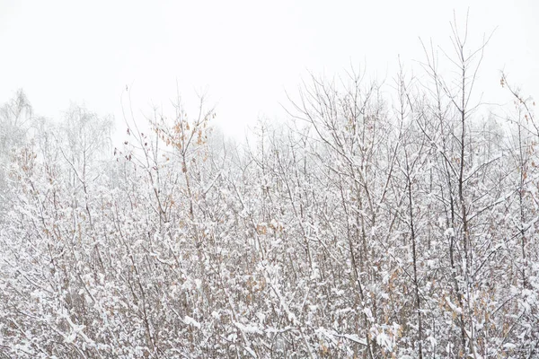 冬日阳光明媚 白雪覆盖的枝条上结冰的桦树 — 图库照片