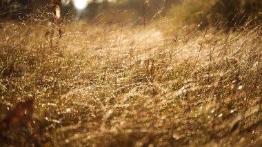 Kuru sonbahar otları ve sabah çiğ damlaları..