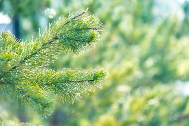 Yeşil taze çam dalları. Yakın plan. Doğal arkaplan.
