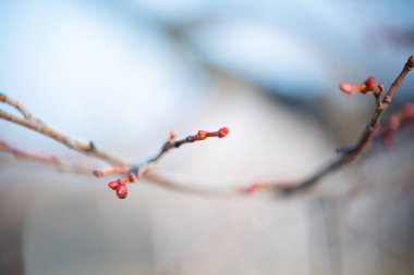 Güneşli bir günde, ilkbaharda şiş tomurcuklar. Doğal arkaplan.