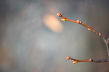 Güneşli bir günde, ilkbaharda şiş tomurcuklar. Doğal arkaplan.